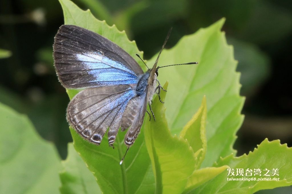 白波紋小灰蝶