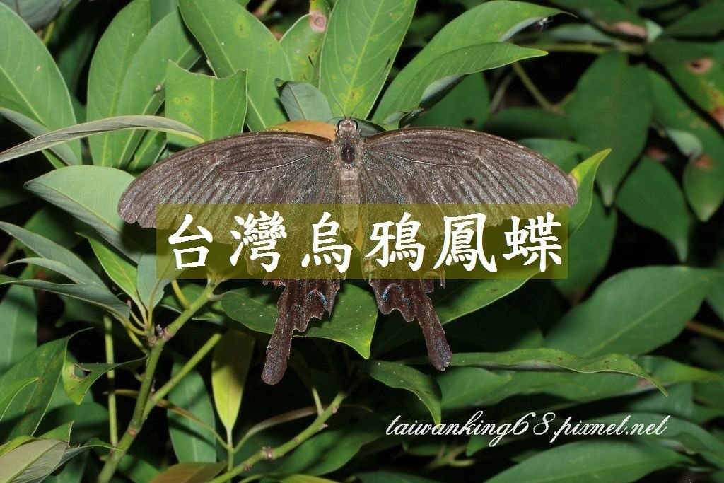 台灣烏鴉鳳蝶
