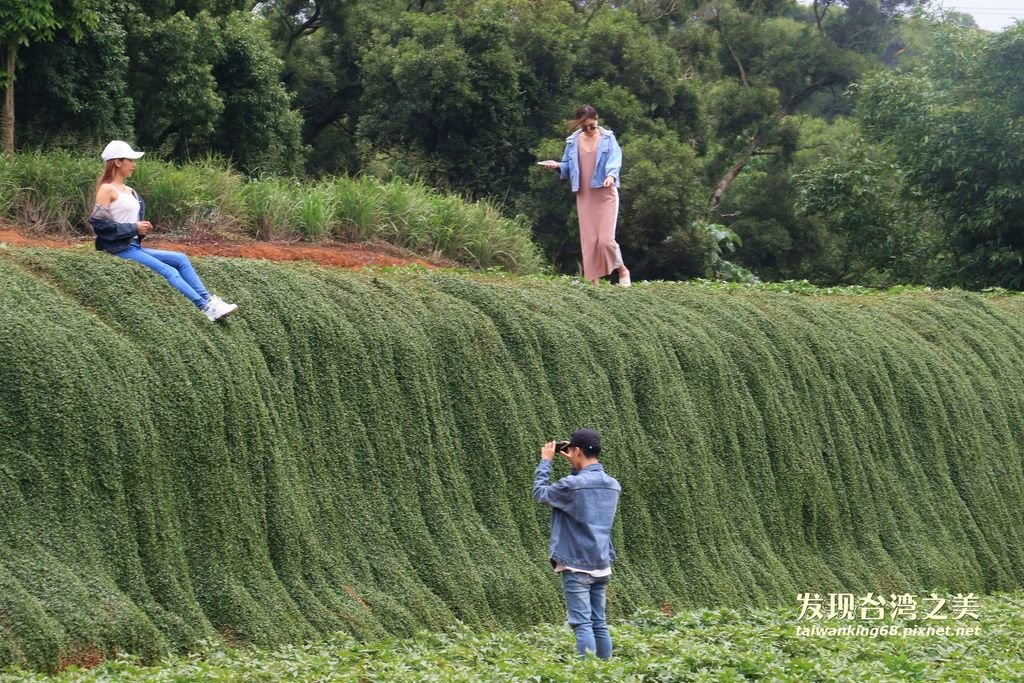 越橘葉蔓榕