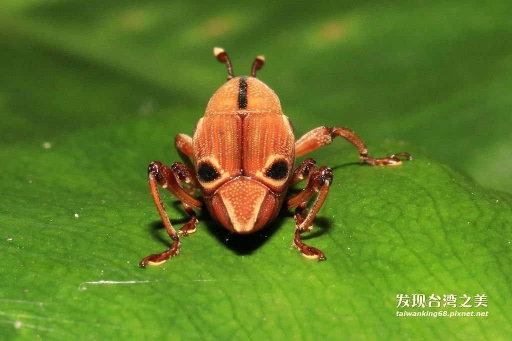 四紋象鼻蟲