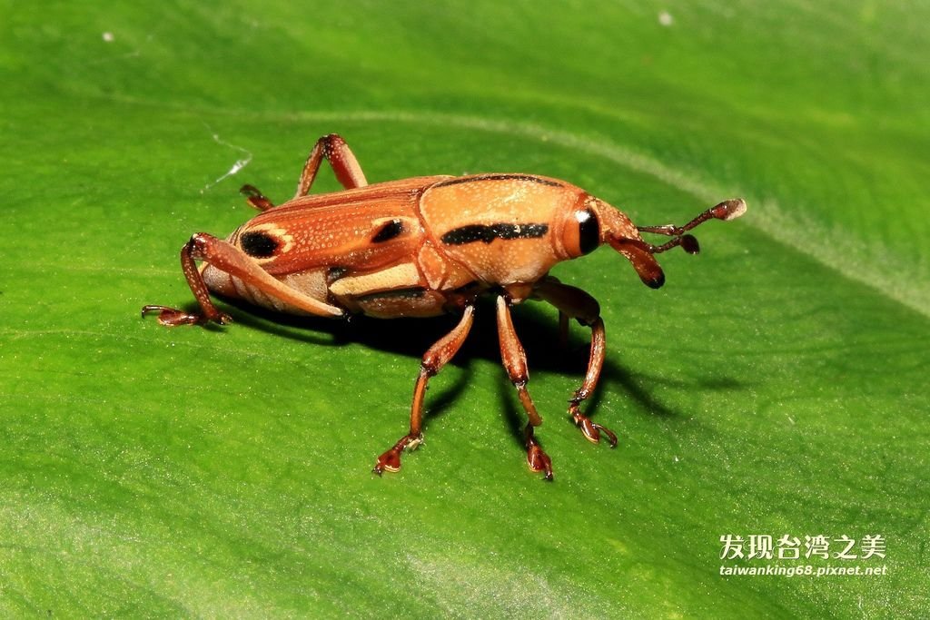 四紋象鼻蟲