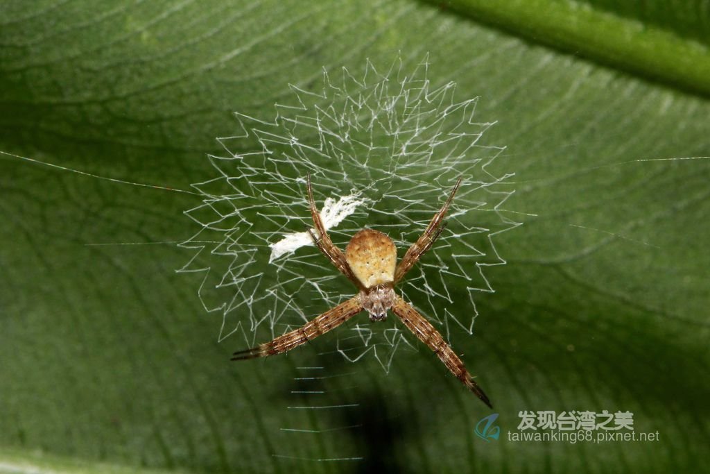 中形金蛛幼蛛網