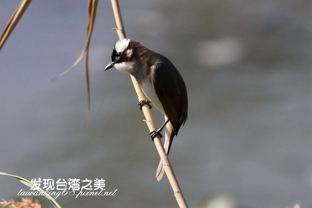 白頭翁