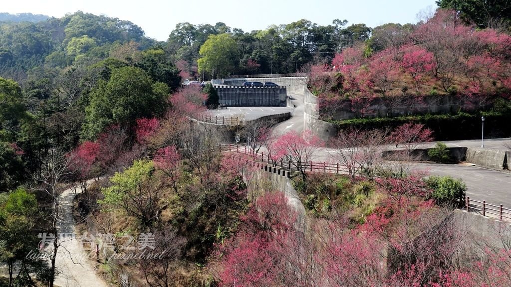 斜雲宮櫻花