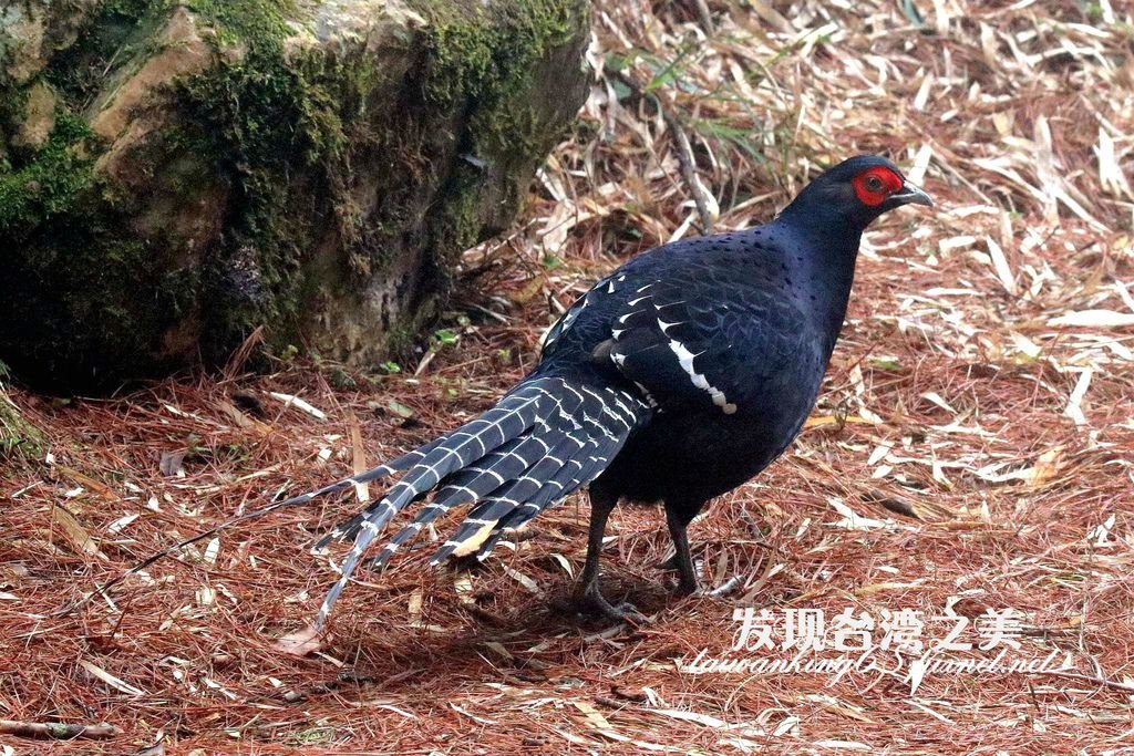 大雪山帝雉