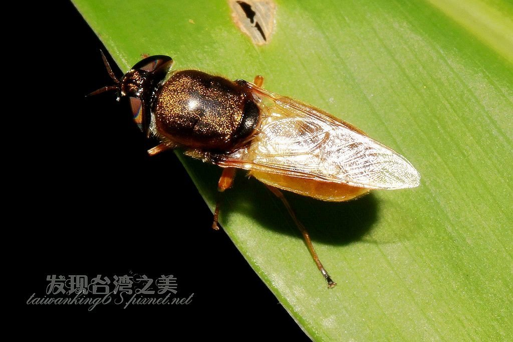食蚜蠅