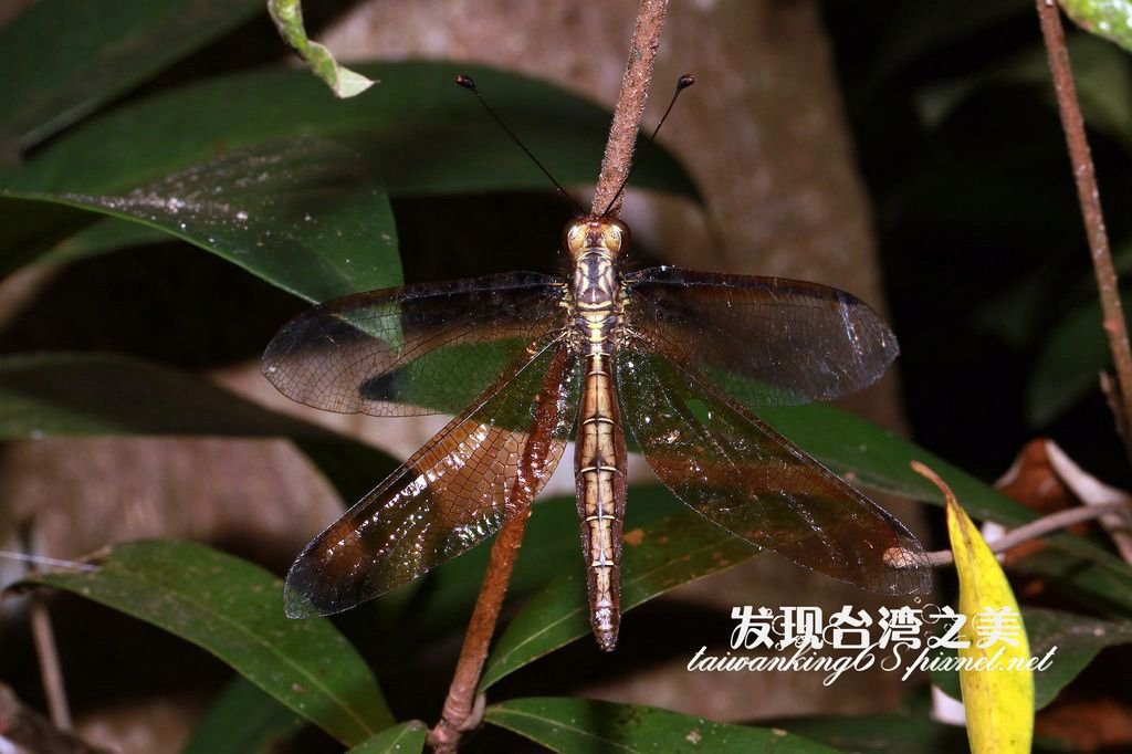 台灣蝶角蛉