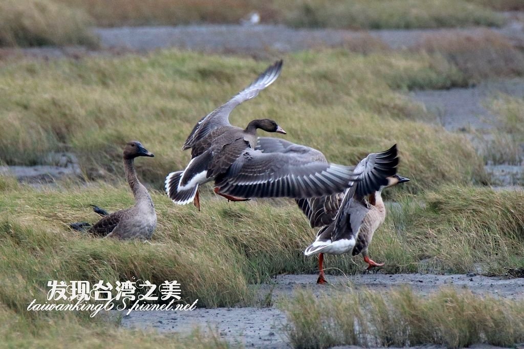 寒林豆雁