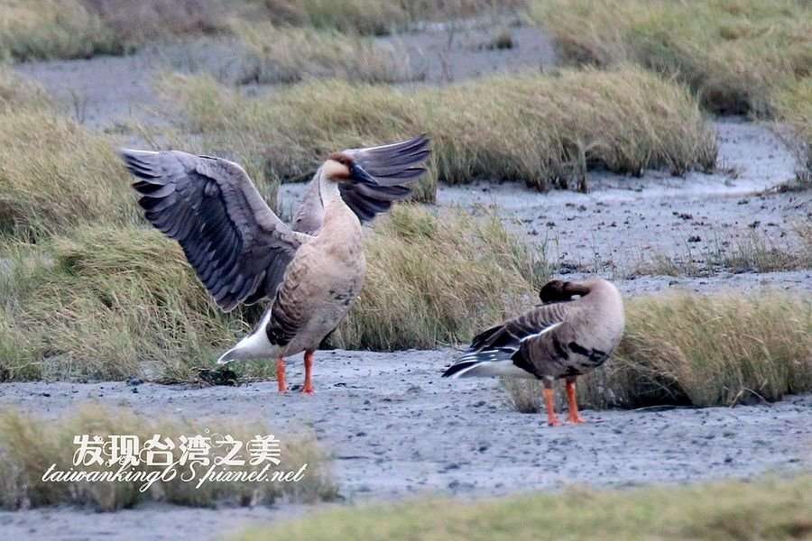 高美濕地的鴻雁