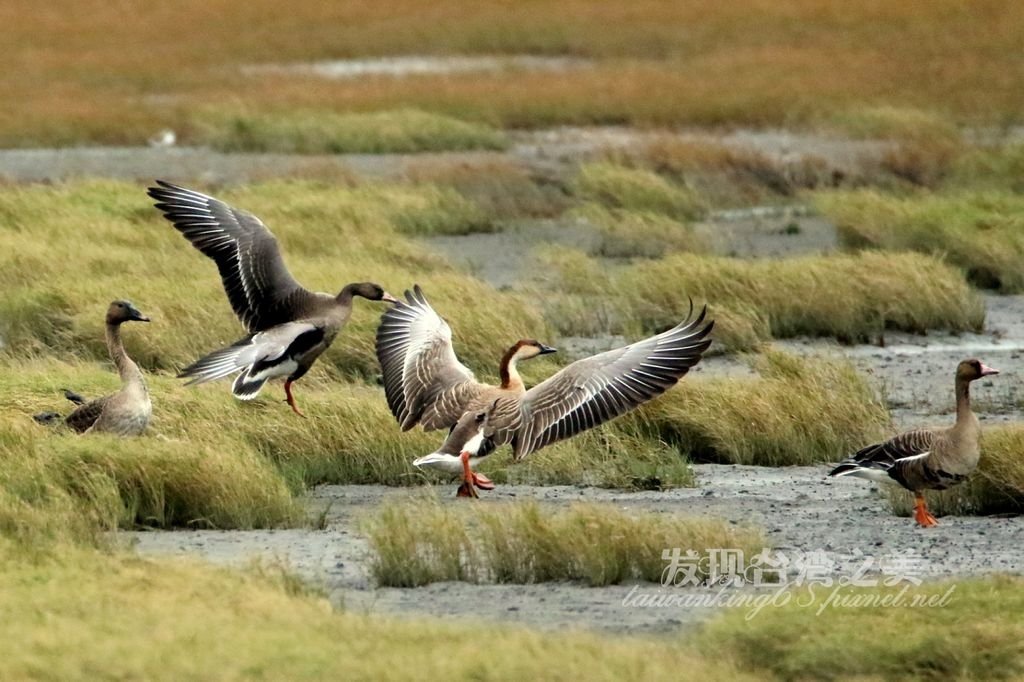 高美濕地飛來許多寒林豆、雁鴻雁與白額雁