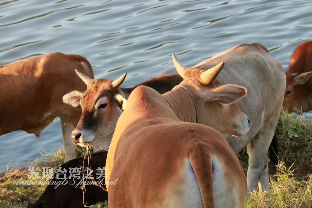 貓羅溪的放牧牛群