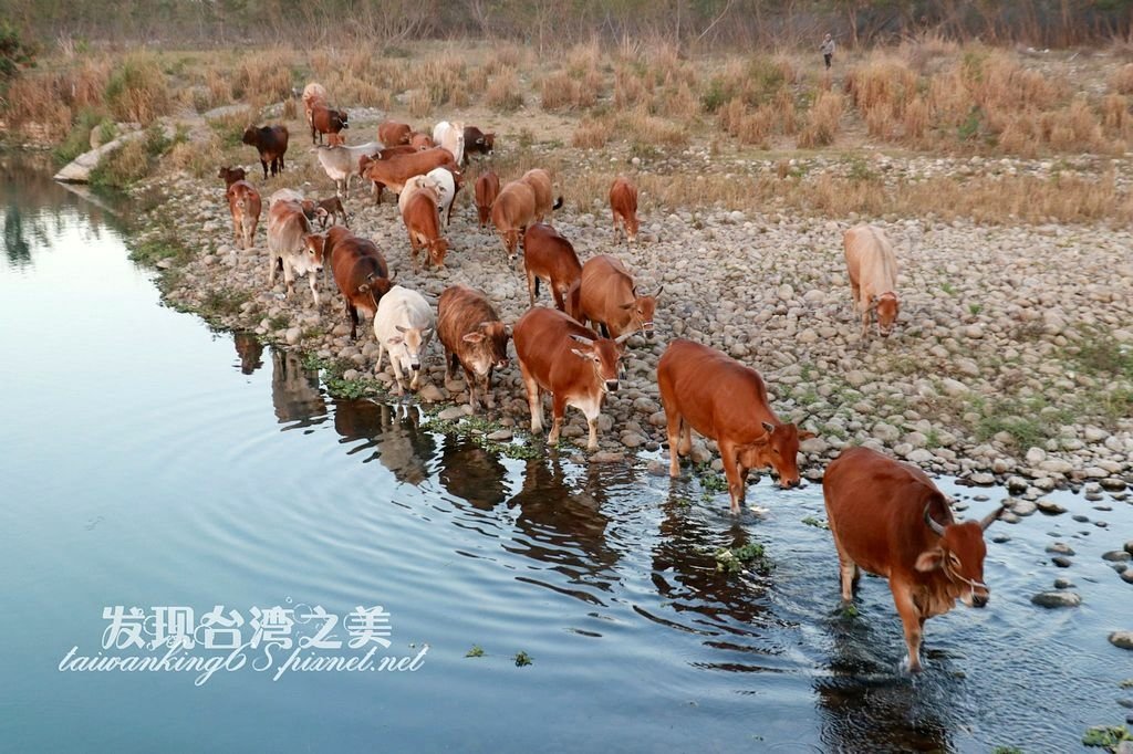 貓羅溪的放牧牛群