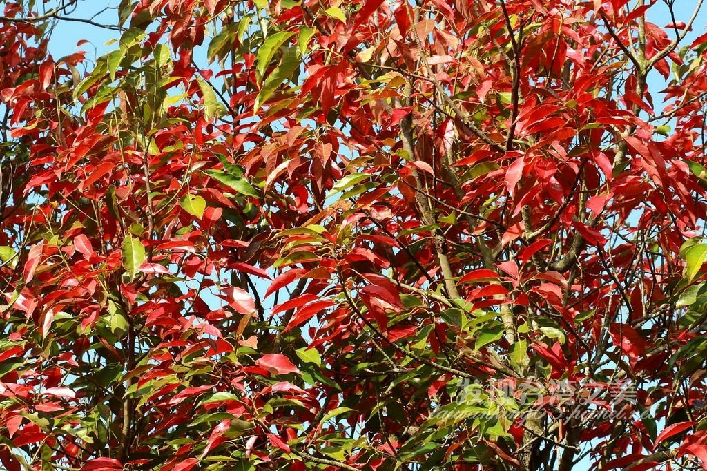 錫蘭橄欖隧道-都會公園第四彎道