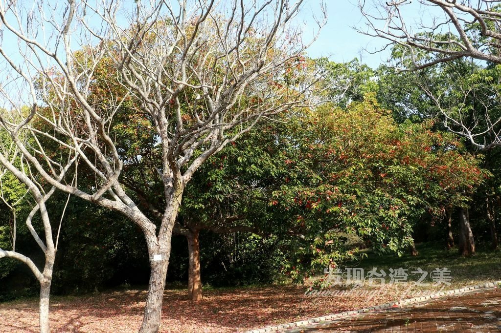 錫蘭橄欖隧道-都會公園第四彎道