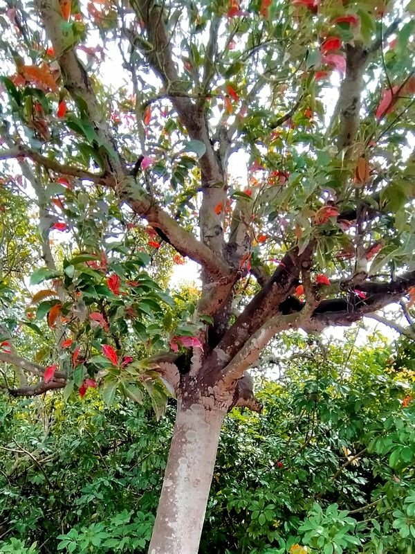 錫蘭橄欖隧道-都會公園第四彎道