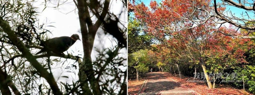 錫蘭橄欖隧道-都會公園第四彎道