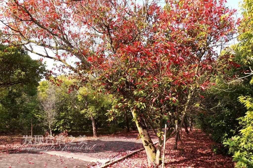 錫蘭橄欖隧道-都會公園第四彎道