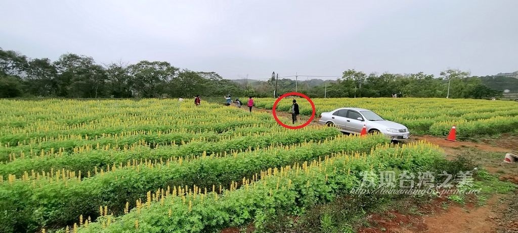 2021苗栗貓裡紅魯冰花