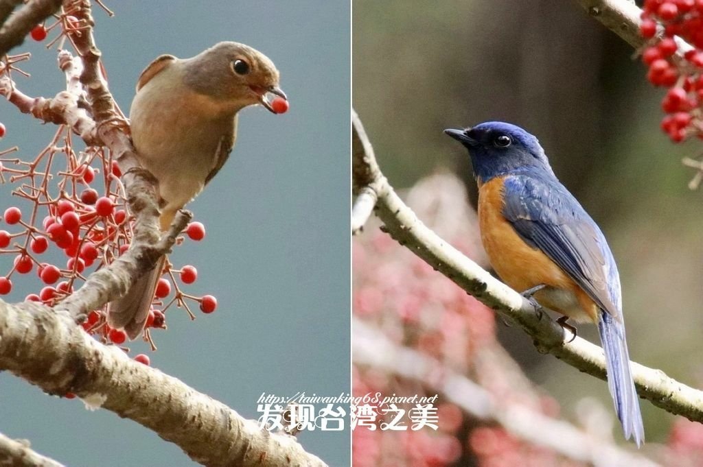 大雪山黃腹琉璃