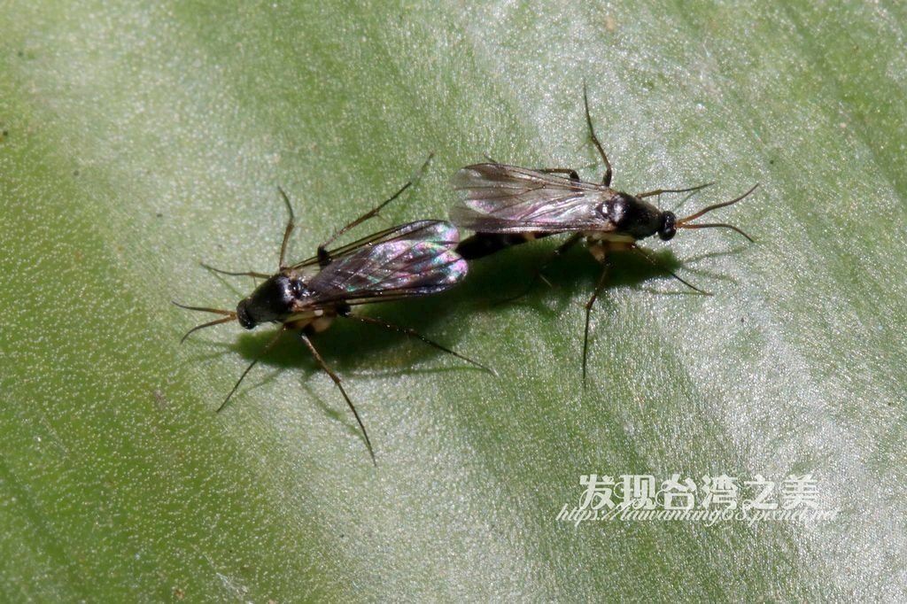 蕈蚋