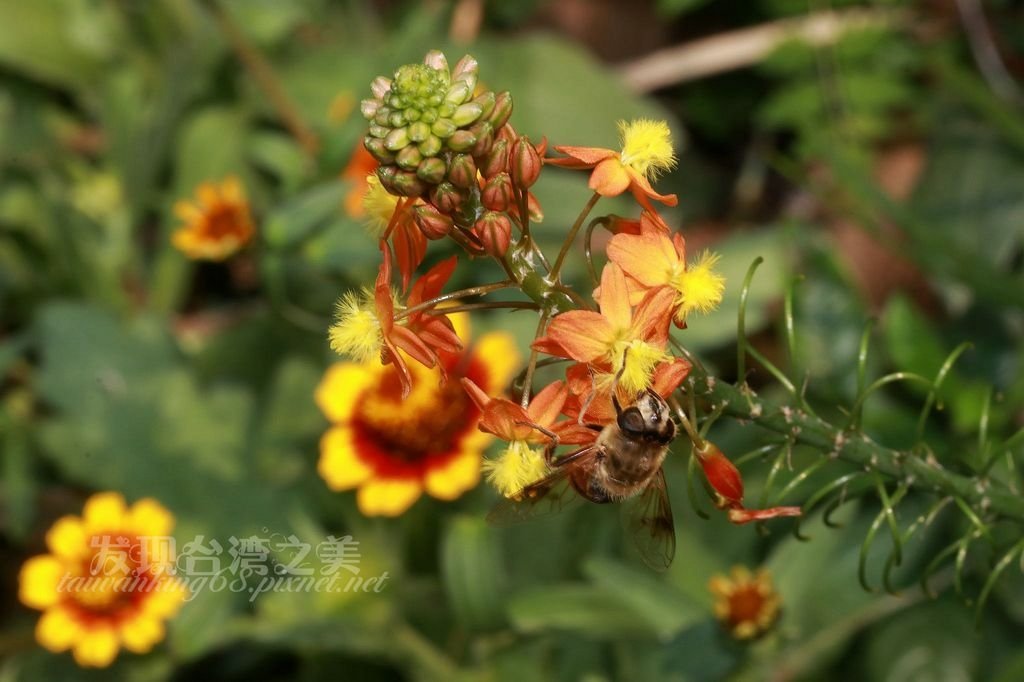 貓尾鱗芹