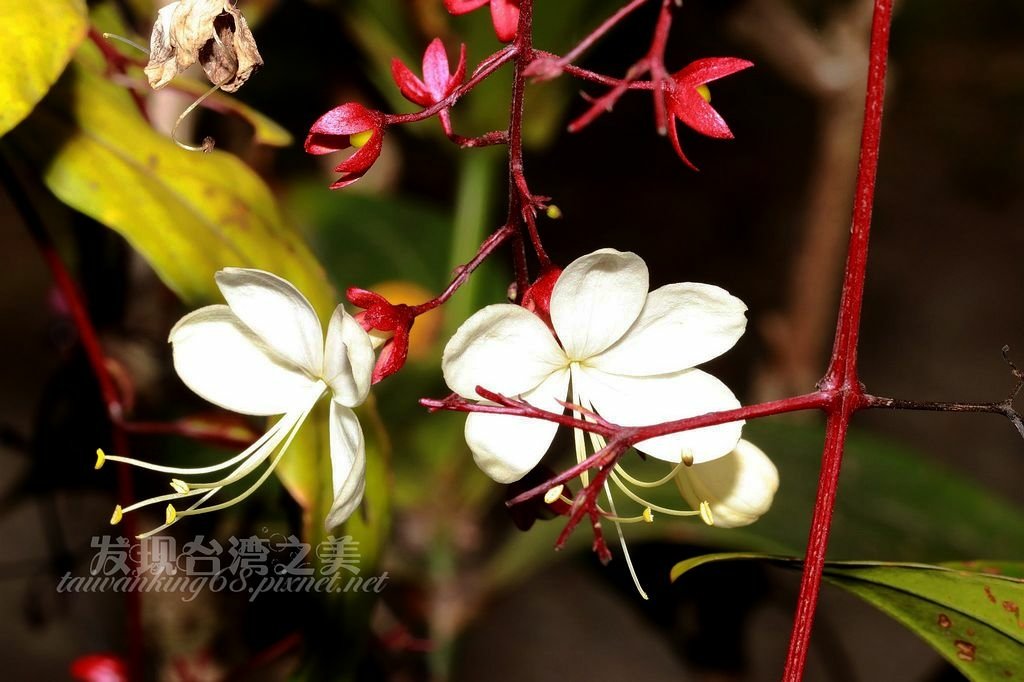 垂茉莉