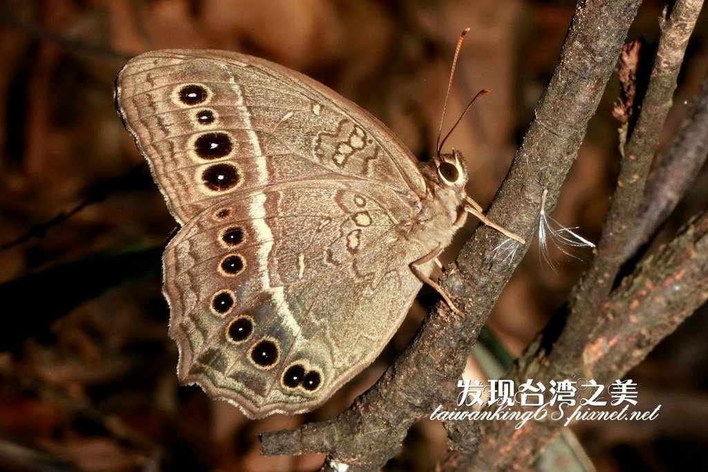 台灣黃斑蔭蝶