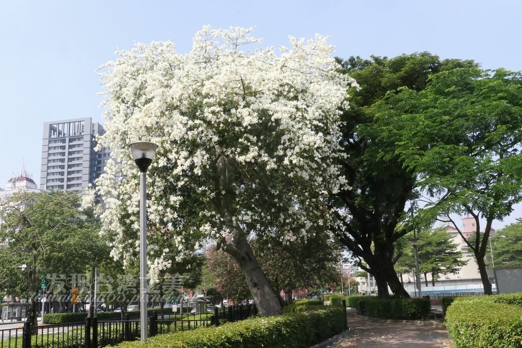 台中南區健康公園的白花美人樹