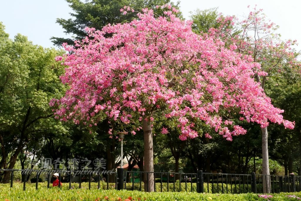 台中南區健康公園的白花美人樹