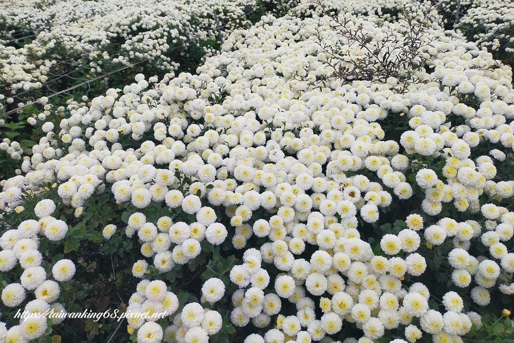 銅鑼杭菊