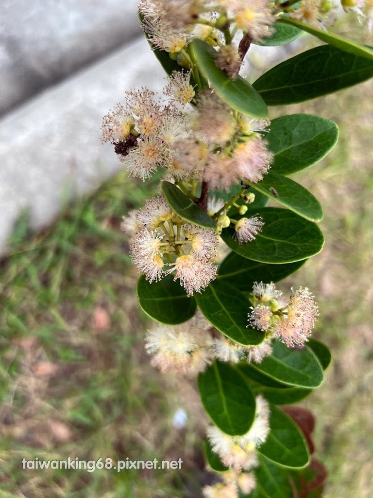 魯花樹