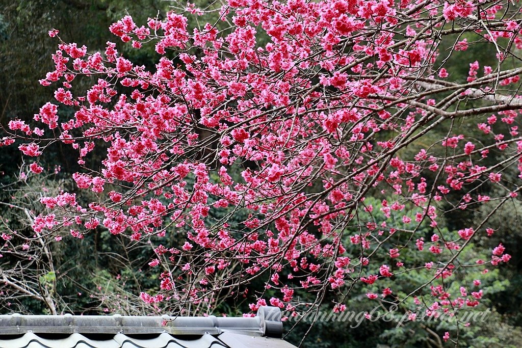 薑麻園櫻花