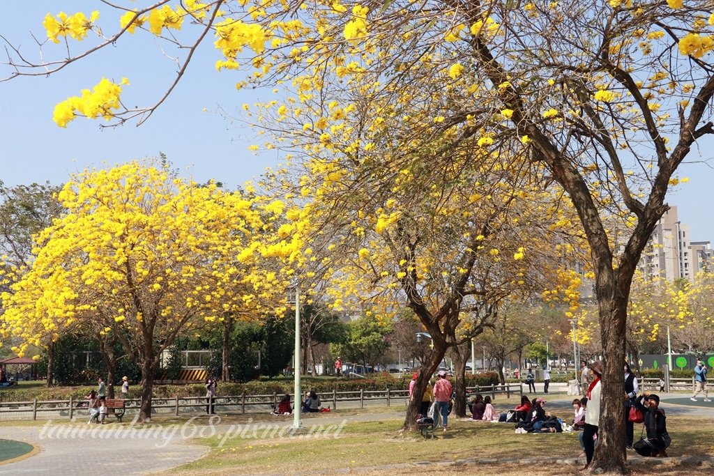 繁花再現的廍子公園