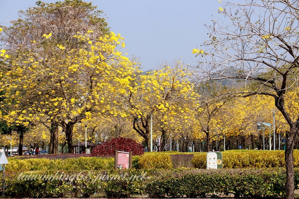 繁花再現的廍子公園