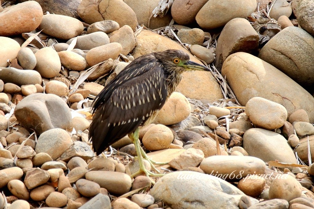 夜鷺亞成鳥 綠蓑鷺