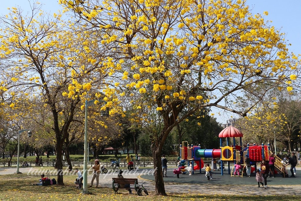 差強人意的台中廍子公園黃花風鈴木