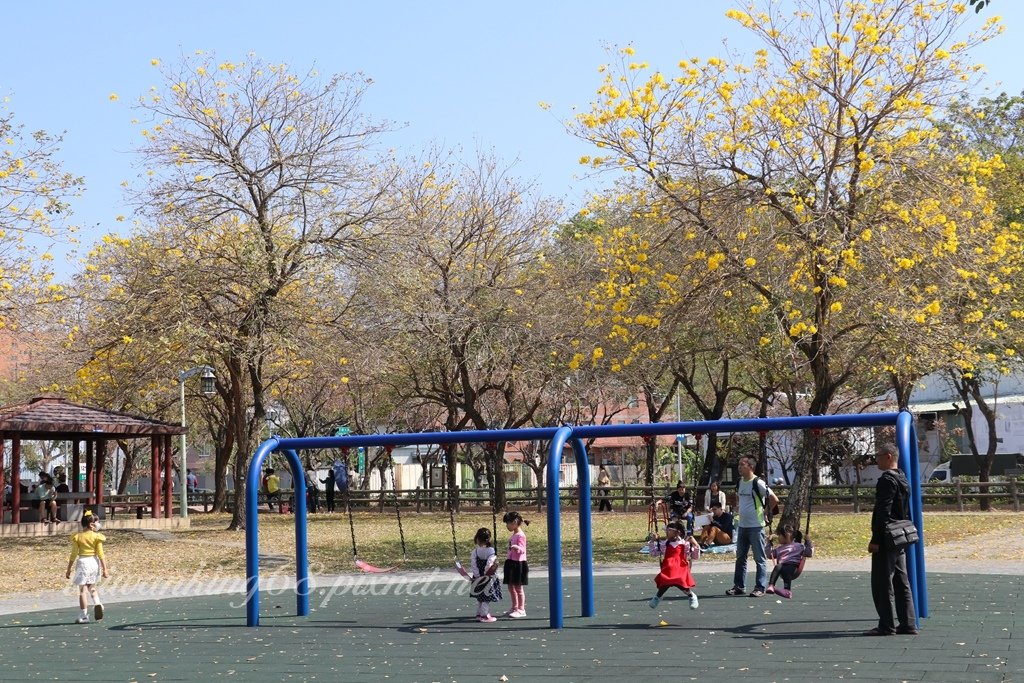 差強人意的台中廍子公園黃花風鈴木