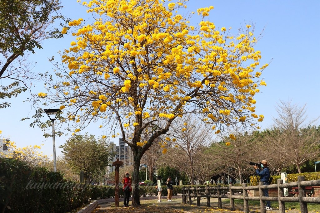 差強人意的台中廍子公園黃花風鈴木