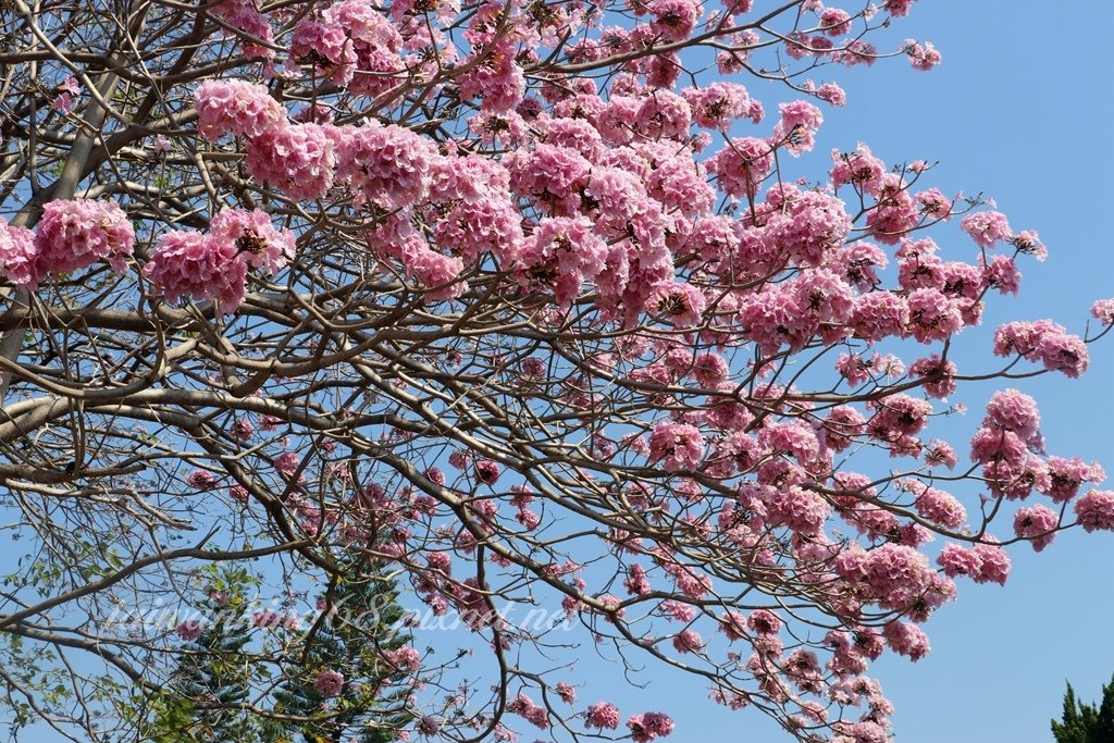 差強人意的台中廍子公園黃花風鈴木