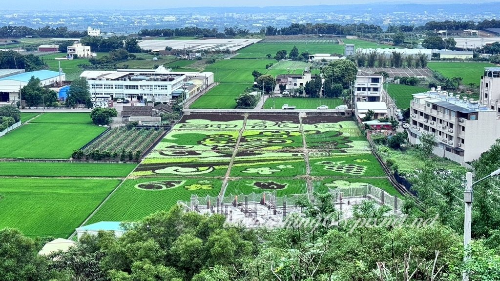 台中外埔水流東彩繪稻田