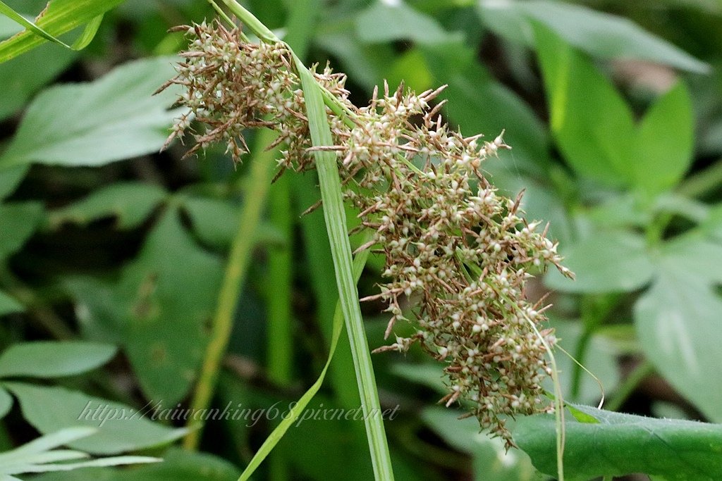煙火薹