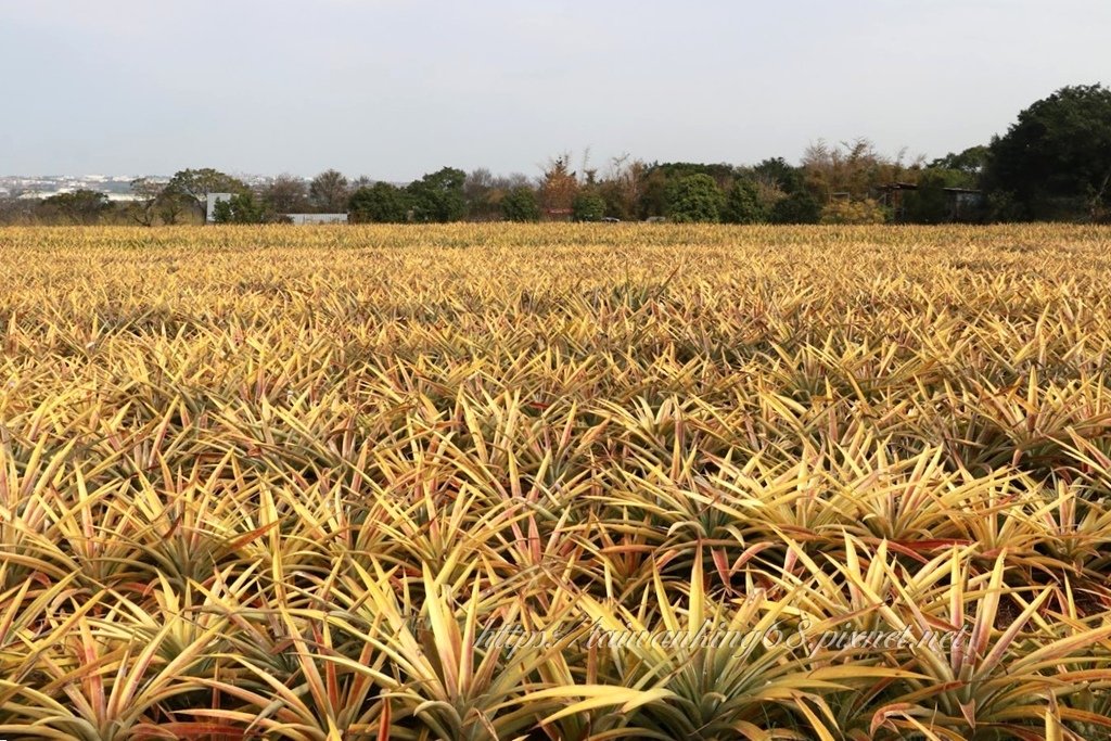 草果 鳳梨