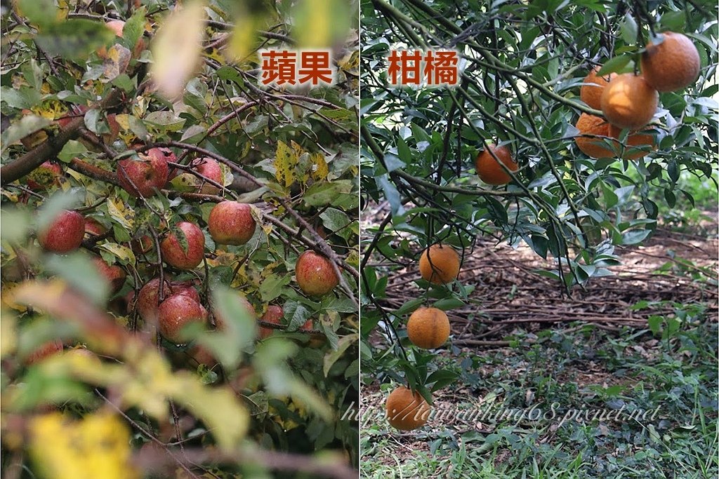 草果 鳳梨