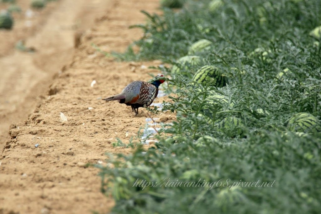 草果 鳳梨