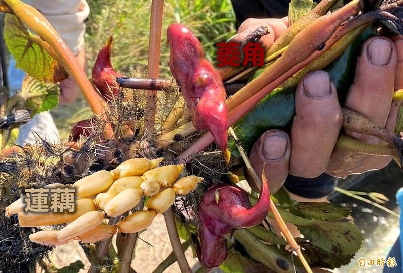 草果 鳳梨