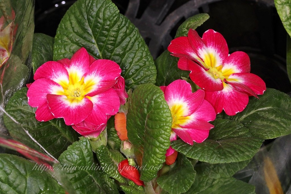報春花