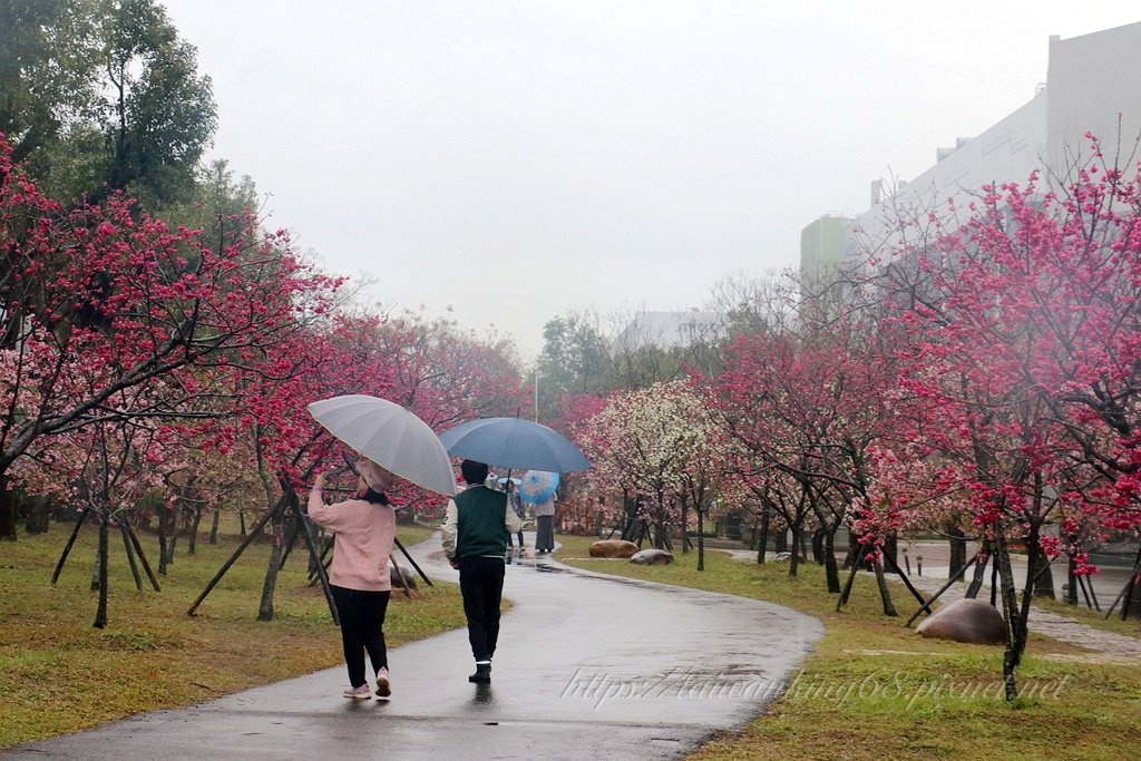 崴立機電的櫻花再次大爆開 美翻整座櫻花公園