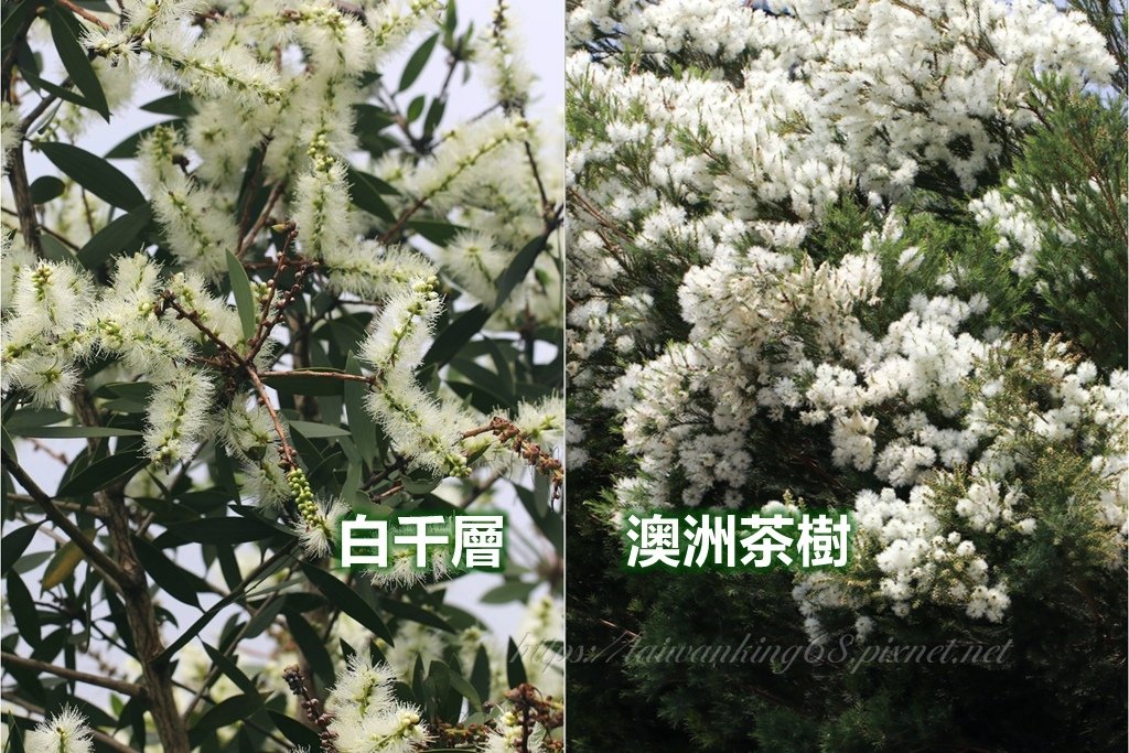 白千層與澳洲茶樹