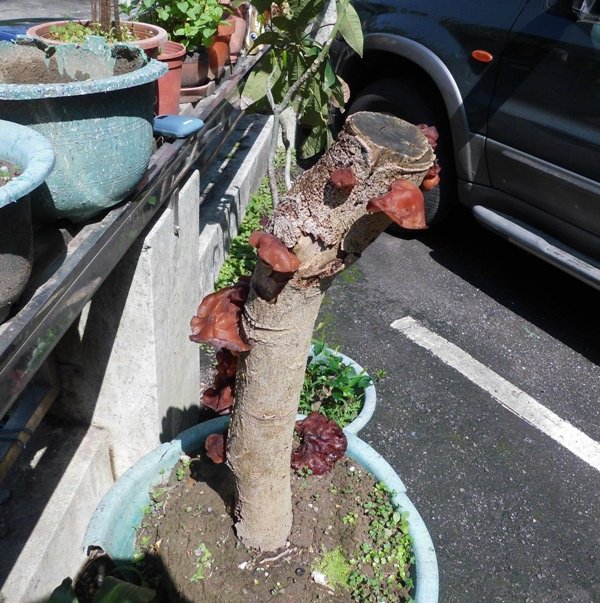 木耳樹