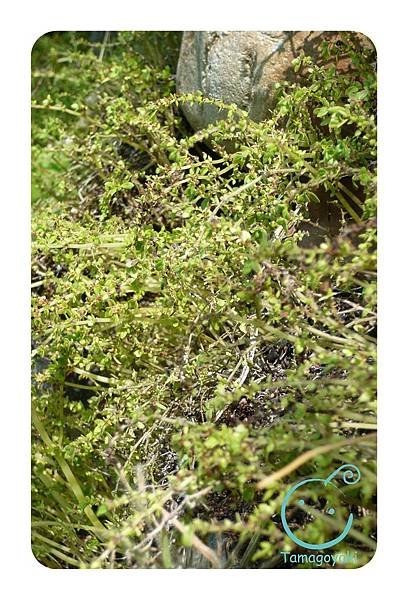 plant04 小葉冷水麻